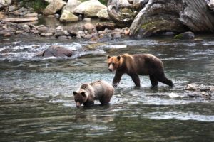 Bear Viewing British Columbia
