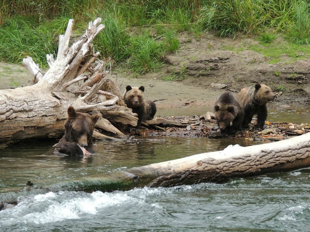 Grizzly Bear Tours BC
