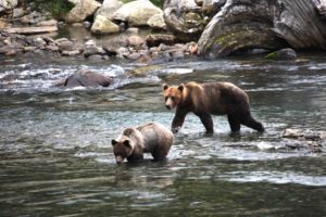 Great Bear Nature Tour BC