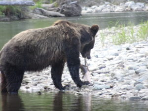 Grizzly Bears Canada
