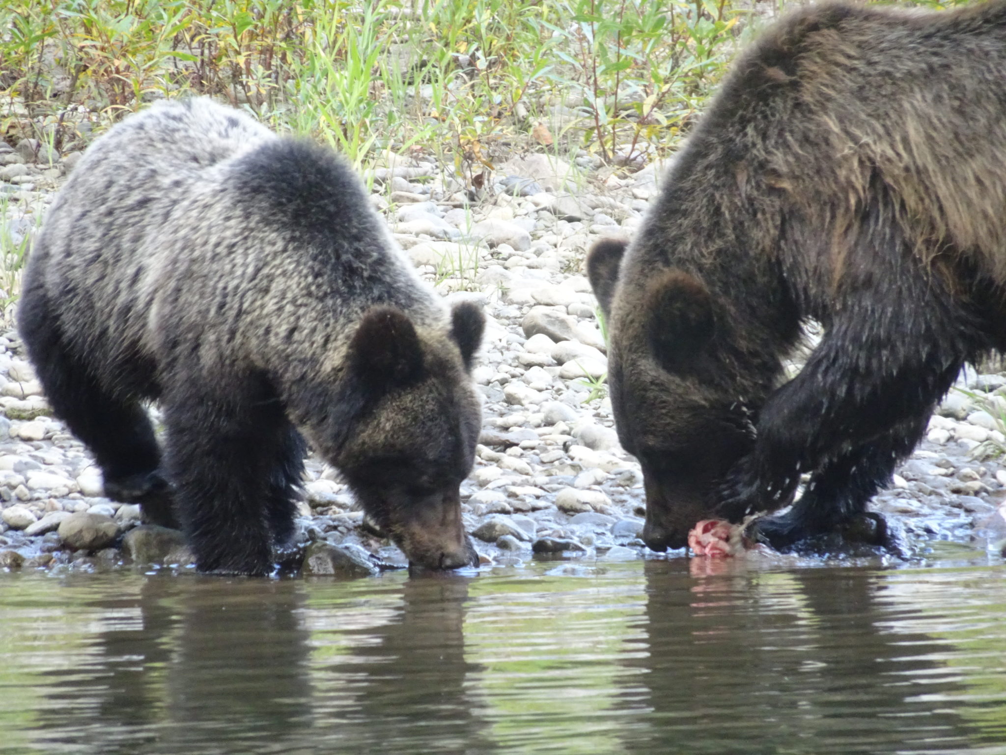 grizzly bear viewing