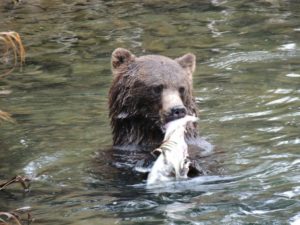 What do Grizzly Bears eat?
